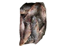 Fish - Tilapia(800+)